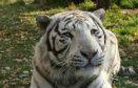  Top  Cand natura ramane fara culoare: 10 animale albinoase