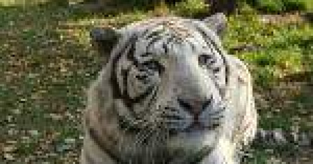  Top  Cand natura ramane fara culoare: 10 animale albinoase