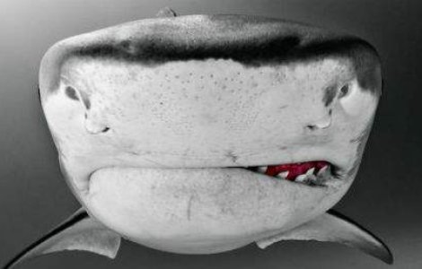 Close-up mortal: 12 fotografii captivante din mijlocul rechinilor