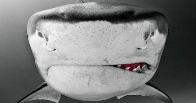 Close-up mortal: 12 fotografii captivante din mijlocul rechinilor