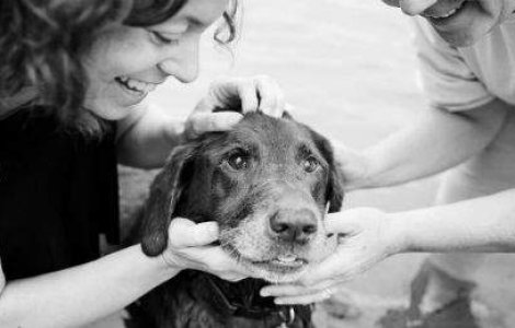 20 imagini cutremuratoare cu stapanii care isi iau adio de la animalele de companie