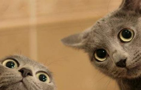 15 GIF-uri dementiale care te fac sa razi de fiecare data