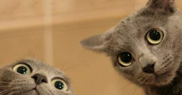 15 GIF-uri dementiale care te fac sa razi de fiecare data