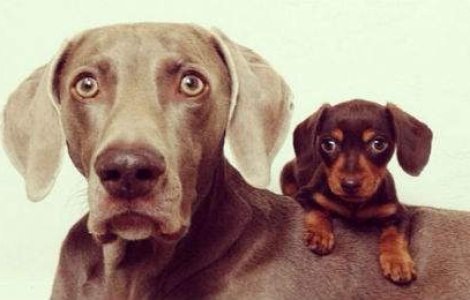 Acesti catei au cucerit internetul cu prietenia lor. 12 poze aaawdorabile