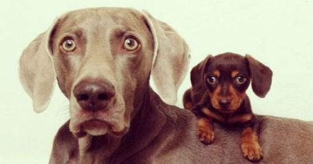 Acesti catei au cucerit internetul cu prietenia lor. 12 poze aaawdorabile