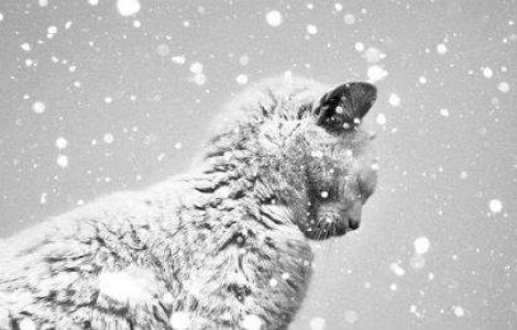 Fotografiile in alb si negru ale lui Benoit Courti sunt captivante