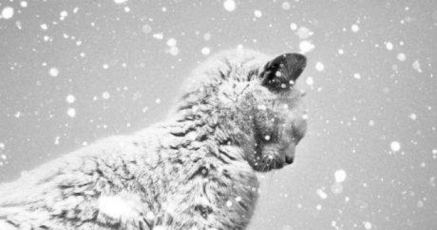 Fotografiile in alb si negru ale lui Benoit Courti sunt captivante