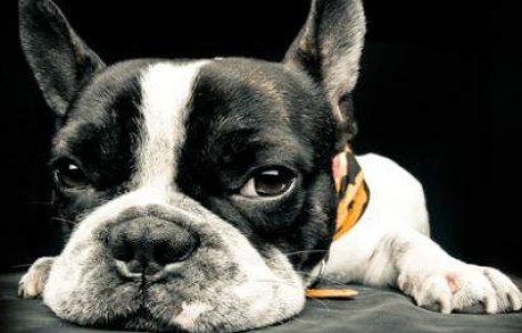 GIF-urile care iti vor indulci ziua: cei mai hazlii si dragalasi caini