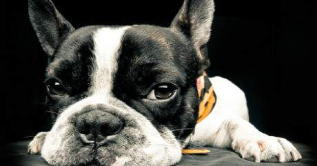 GIF-urile care iti vor indulci ziua: cei mai hazlii si dragalasi caini