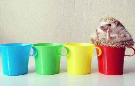 Cum arata cel mai dragalas arici de pe Instagram. 10 poze adorabile