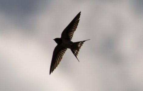 Legenda Rândunelelor: De ce au ele penele negre? O poveste despre legătura lor cu Mântuitorul Iisus și sacrificiu