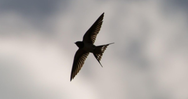 Legenda Rândunelelor: De ce au ele penele negre?