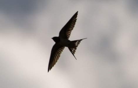 Legenda Rândunelelor: De ce au ele penele negre? O poveste despre legătura lor cu Mântuitorul Iisus și sacrificiu