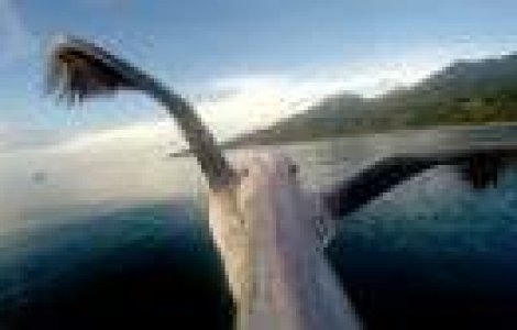  Top  Clipurile saptamanii: Uite ce nu ai voie sa ratezi