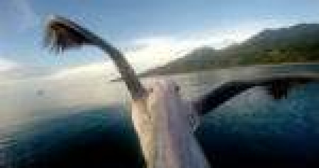  Top  Clipurile saptamanii: Uite ce nu ai voie sa ratezi