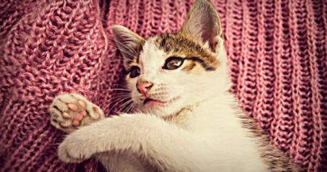 TOP 10 Cele mai adorabile cazaturi