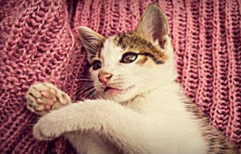 TOP 10 Cele mai adorabile cazaturi