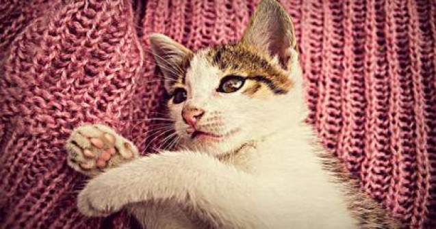 TOP 10 Cele mai adorabile cazaturi