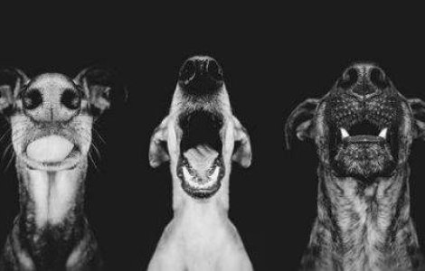 20 portrete exceptionale cu cel mai bun prieten al omului