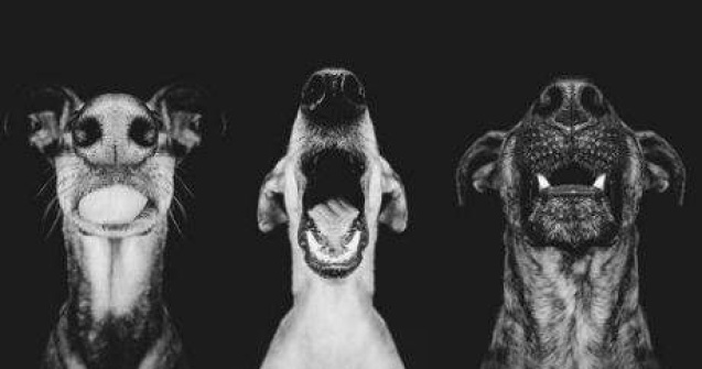 20 portrete exceptionale cu cel mai bun prieten al omului