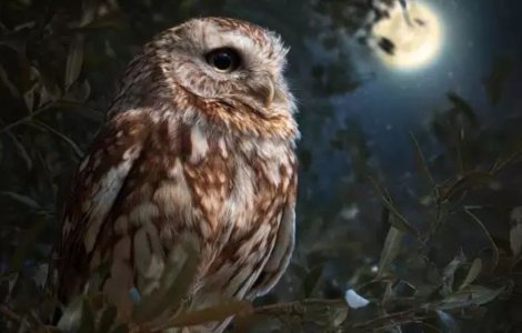 Cucuveaua – pasărea sacră purtătoare de vești de dincolo de văl. Ce să faci când auzi cucuveaua cântând?