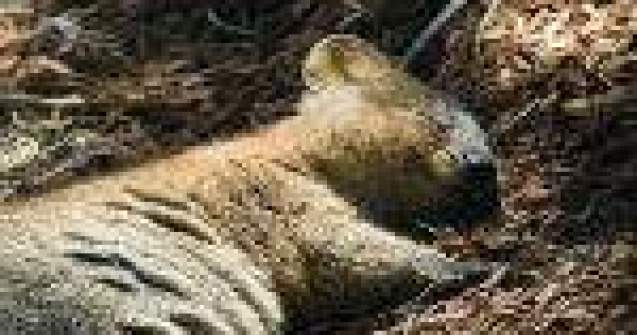 FOTO : Quokka, cel mai fericit animal din lume