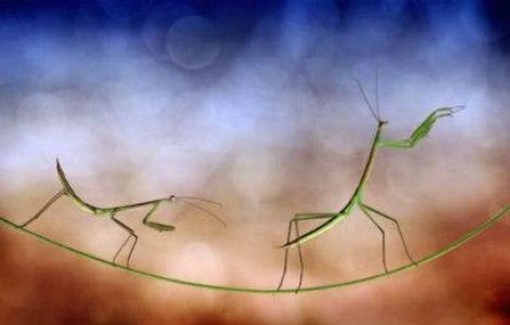 Lumea insectelor, vazuta de aproape. 12 fotografii macro