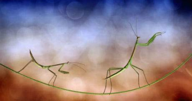 Lumea insectelor, vazuta de aproape. 12 fotografii macro