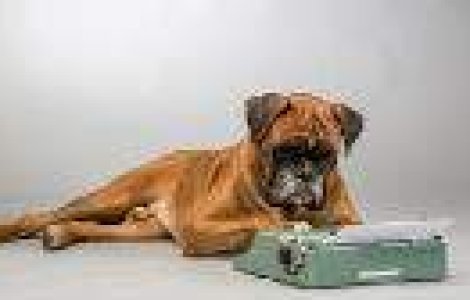  Top  Ce ti-ar scrie cainele daca ti-ar putea trimite mesaje