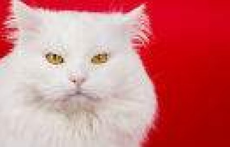  Top  12 lucruri pe care nu stiai ca pisicile le pot face