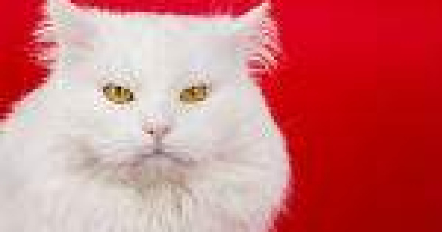  Top  12 lucruri pe care nu stiai ca pisicile le pot face