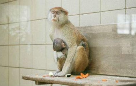 In spatele gratiilor: imagini induiosatoare cu animale prizoniere in Zoo