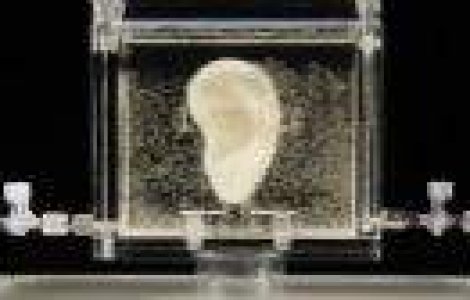 Urechea lui Van Gogh, adusa la viata si expusa intr-un muzeu