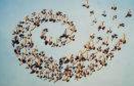 Imposibilul zbor in formatie al pasarilor migratoare