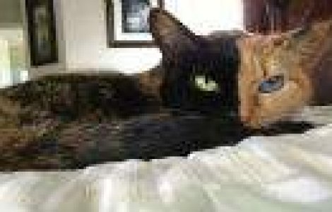 Ai mai vazut asa ceva? Venus, pisica cu doua fete