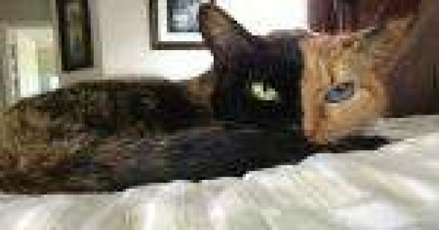 Ai mai vazut asa ceva? Venus, pisica cu doua fete