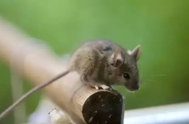 Cartea pe care toată lumea ar trebui să o citeasca: Lecțiile umanității din &bdquo;Flori pentru Algernon&rdquo;