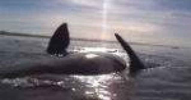 'Sunt pe o balena!' Clipul care te va tine cu sufletul la gura