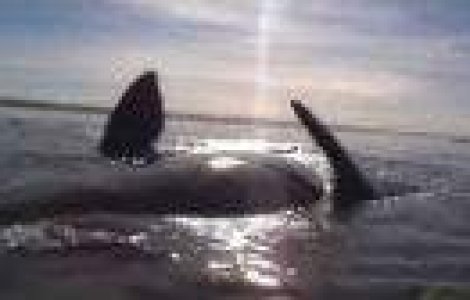 'Sunt pe o balena!' Clipul care te va tine cu sufletul la gura