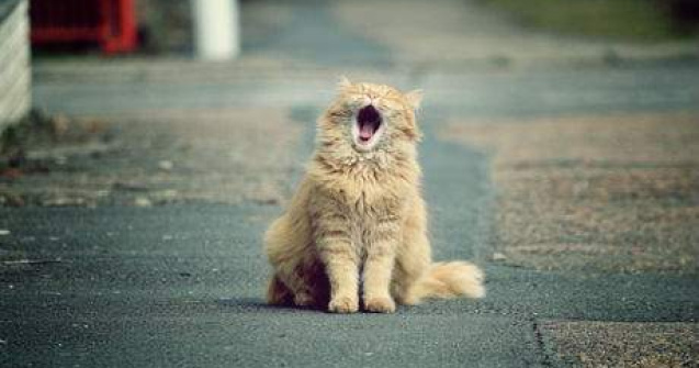 TOP 10 Curiozitati adorabile despre animale