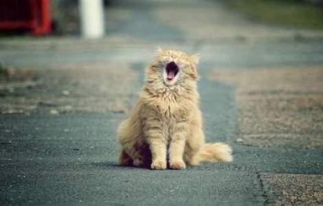 TOP 10 Curiozitati adorabile despre animale