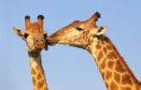 20 curiozitati SURPRINZATOARE despre animale