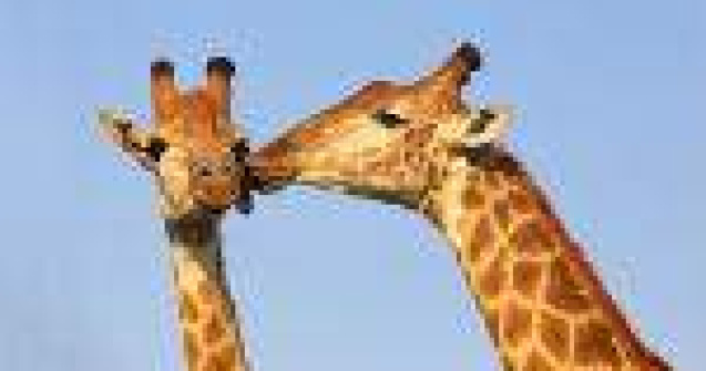 20 curiozitati SURPRINZATOARE despre animale