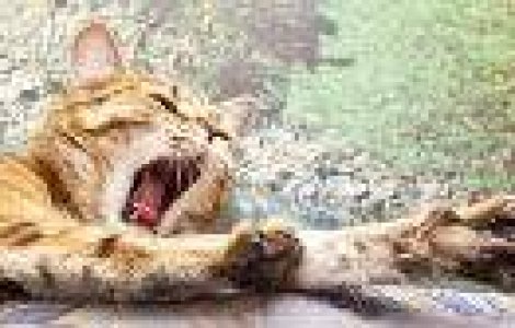 10 + 1 poze cu animale care iti vor indulci ziua