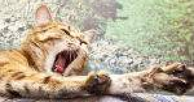 10 + 1 poze cu animale care iti vor indulci ziua