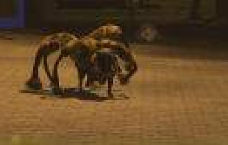 O farsa sinistra cu un caine deghizat in paianjen urias