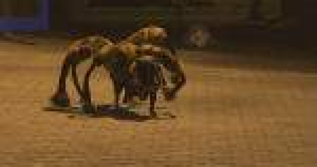 O farsa sinistra cu un caine deghizat in paianjen urias