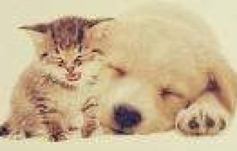 10 animale care urasc sa se trezeasca de dimineata la fel de mult ca tine