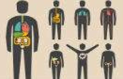 Mai avem nevoie de ele? TOP 10 organe pe care nu le mai folosim