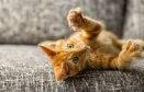 12 lucruri care se intampla atunci cand iti iei o pisica